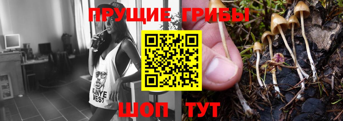 Галлюциногенные грибы Psilocybe Миллерово
